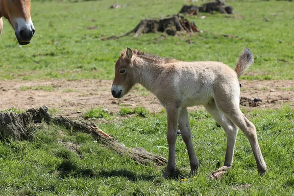 Novorozenec Przewalskifohlen Tierpark Sababurg — Stock fotografie