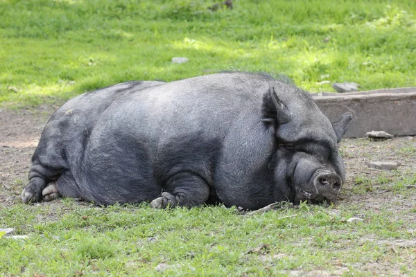 Porco Pote Bellied Dormindo Tierpark Sababurg — Fotografia de Stock