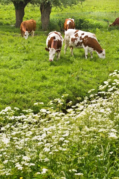 Salgueiros Salsa Vaca Vacas Pastoreio Primavera — Fotografia de Stock