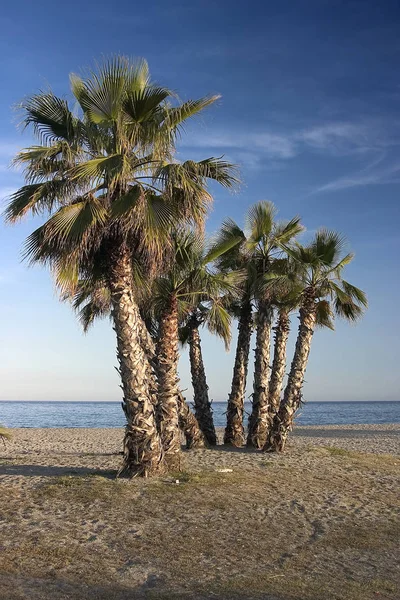 Palmen Het Lege Strand — Stockfoto
