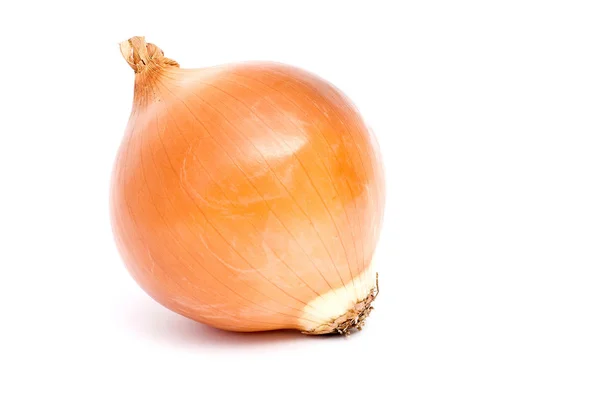 Onion Isolated White — Stock Photo, Image