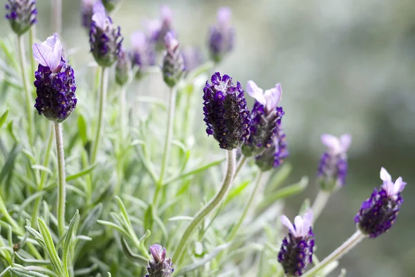 Malerischer Blick Auf Schönen Violetten Lavendel — Stockfoto