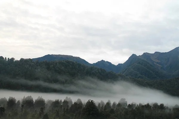 Skog Dimma Zealand — Stockfoto