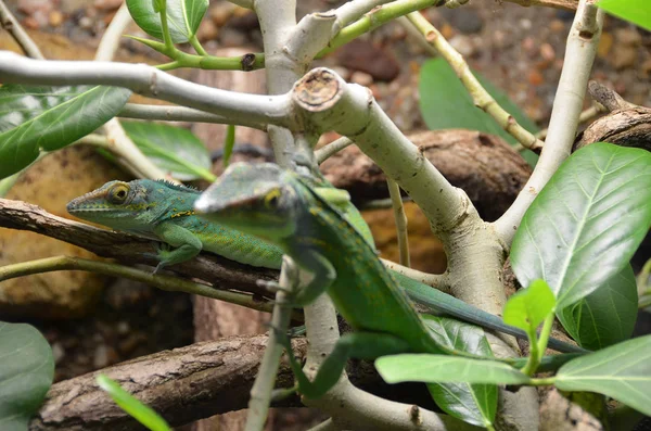 Los Reptiles Verdes Sobre Árbol —  Fotos de Stock