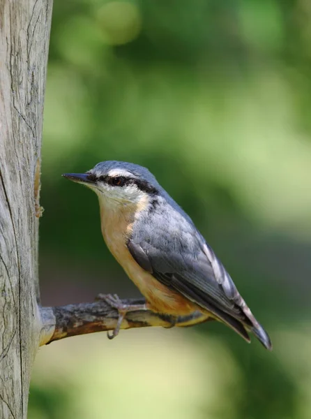 Eurasian Nuthatch Small Passerine Bird — Stock Photo, Image