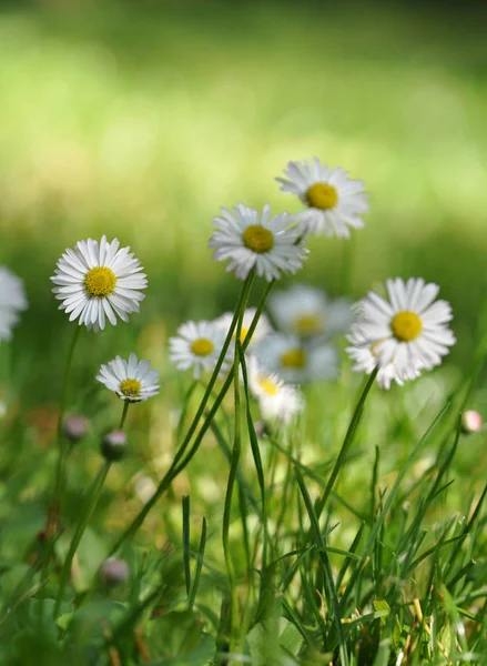 Margherita Piena Fioritura — Foto Stock