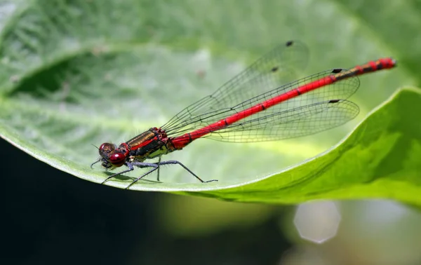 Libellen Insecten Flora Fauna — Stockfoto