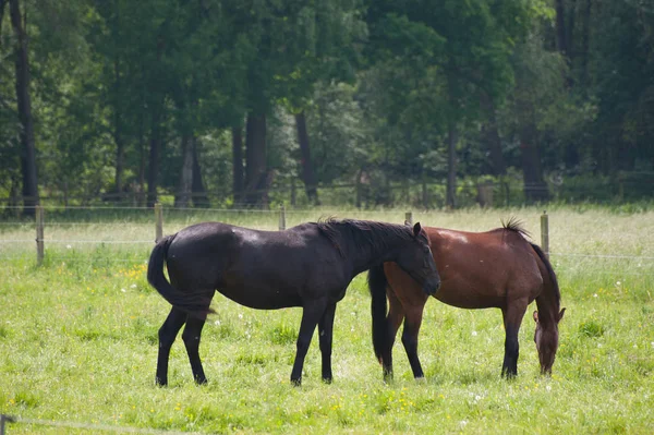 Chevaux Extérieur Jour — Photo