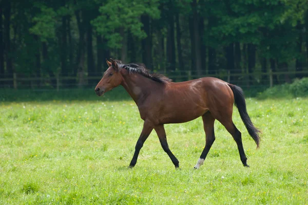 Pferde Tagsüber Freien — Stockfoto