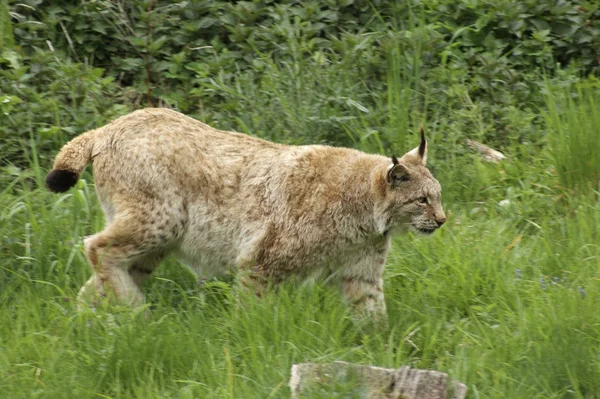 Zijwaarts Schot Van Een Euraziatische Lynx Terwijl Sluipen Groen Grasland — Stockfoto