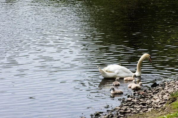 Schwimmvogel Wildniskonzept — Stockfoto