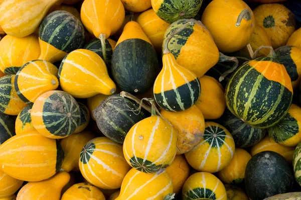 Citrouilles Sur Wochnemarkt — Photo