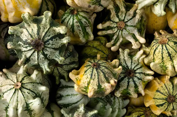 Pumpkins Squash Vegetables Plant Food — Stock Photo, Image