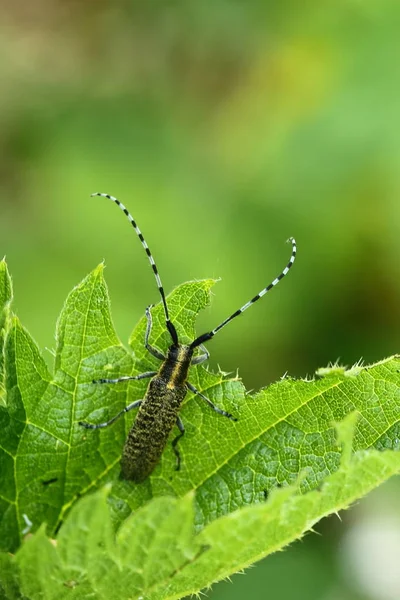 Gros Plan Bug Nature Sauvage — Photo