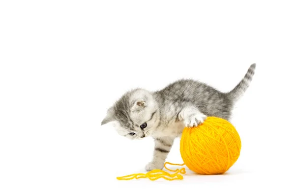 小さな猫かわいい小さな動物 — ストック写真