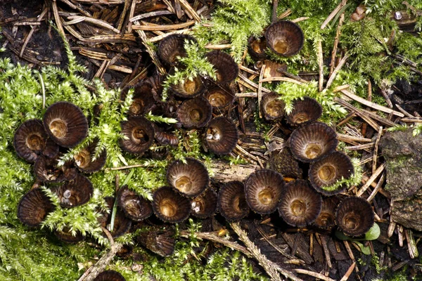 Pilze Pilzflora Und Botanik — Stockfoto