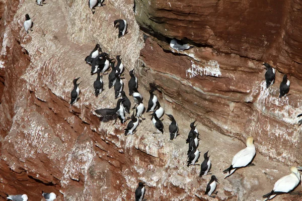 Lummenfelsen Sur Helgoland — Photo