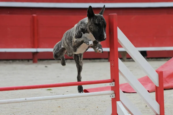 Reinrassiger Laufender Bullterrier Einem Wettbewerb Der Beweglichkeit — Stockfoto