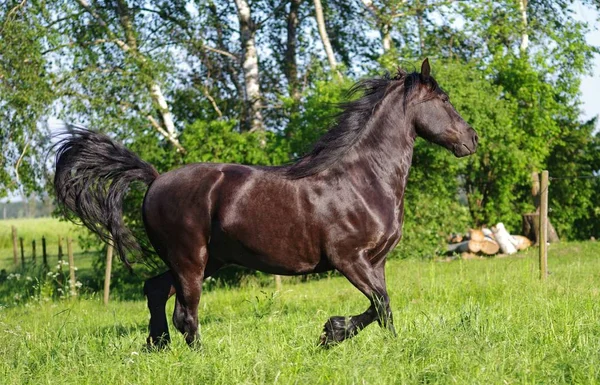 Cavalos Frisos Natureza — Fotografia de Stock