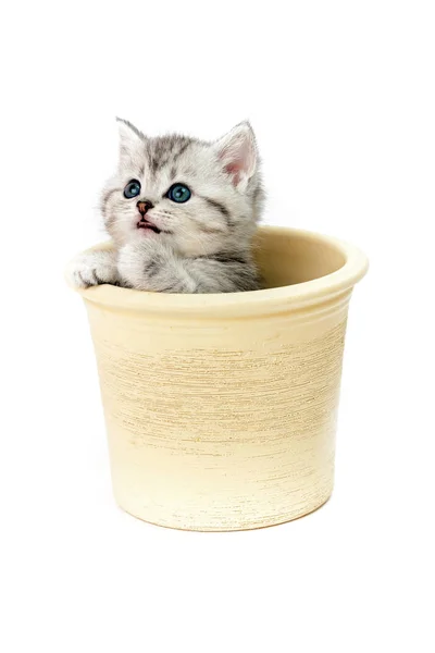 Little Cat Cute Small Animal — Stock Photo, Image