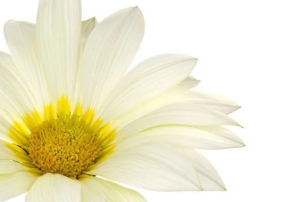 Gänseblümchen Voller Blüte — Stockfoto