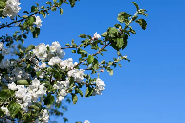 青い空にリンゴの木に咲く花 — ストック写真