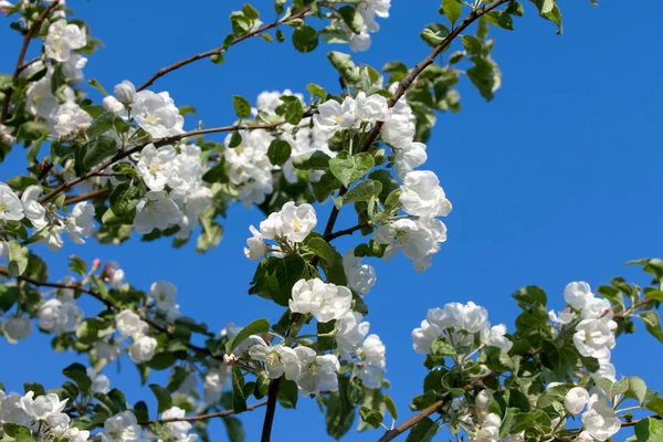 Fiori Che Fioriscono Melo Cielo Blu — Foto Stock