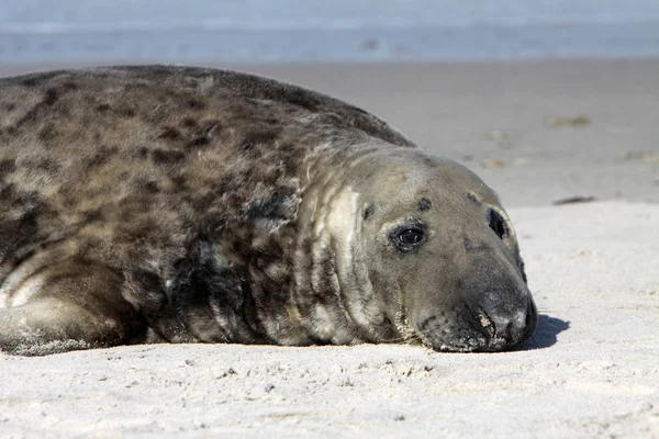 Grijze Zeehond Heligoland — Stockfoto