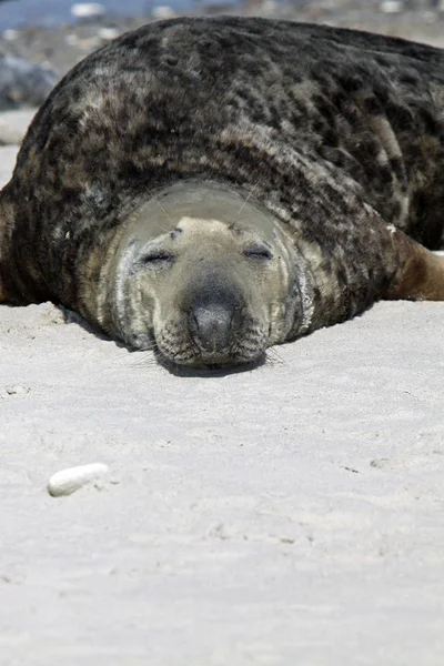 Grå Försegling Heligoland — Stockfoto