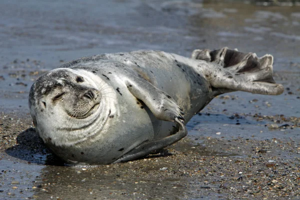 Gray Seal Helgoland — Stock Photo, Image