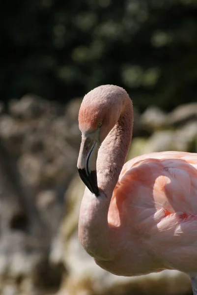 Chilei Flamingó Phoenicopterus Chilensis — Stock Fotó