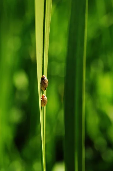 Detailní Pohled Hmyz Přírodě — Stock fotografie