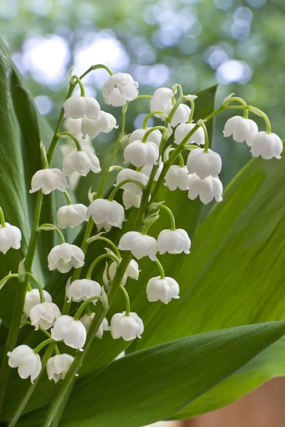 Κρίνος Της Κοιλάδας Convallaria Majalis Στον Κήπο — Φωτογραφία Αρχείου