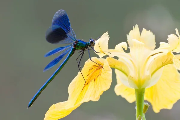 異なる花 選択的焦点 — ストック写真