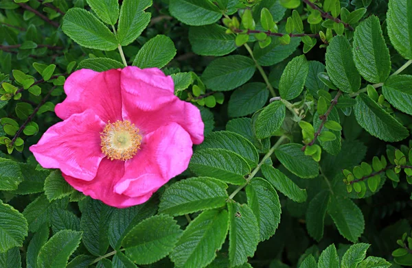 Schöne Blumen Blumiges Konzept Hintergrund — Stockfoto