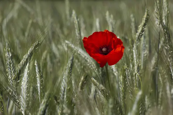 Mohn Auf Einem Feld — Stockfoto