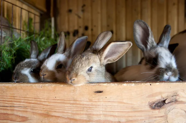Kaninchen Stall — Stockfoto