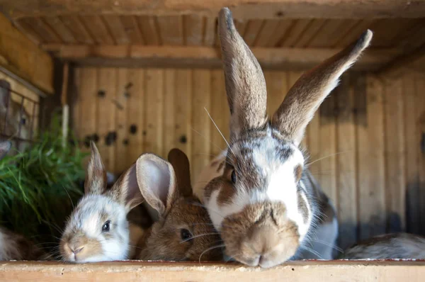 Lapins Dans Écurie — Photo