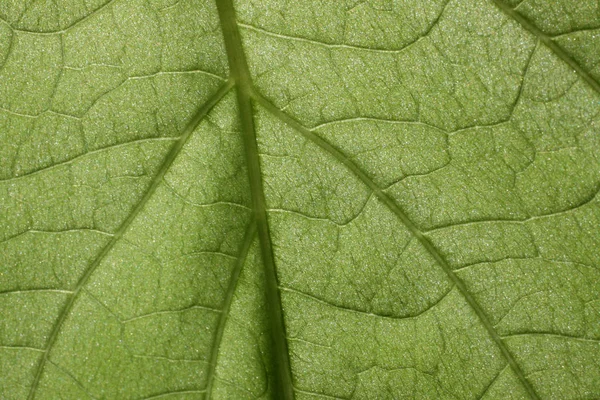 Mooi Botanisch Schot Natuurlijk Behang — Stockfoto