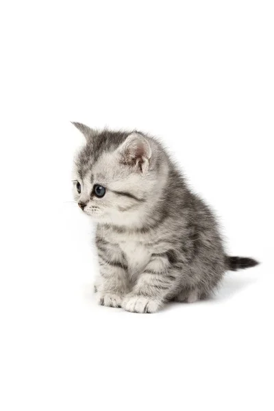 Kleine Kat Schattig Klein Dier — Stockfoto