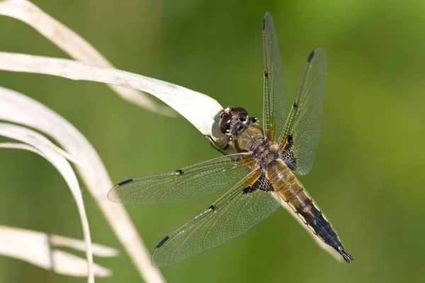 Insetti Libellula Flora Fauna — Foto Stock