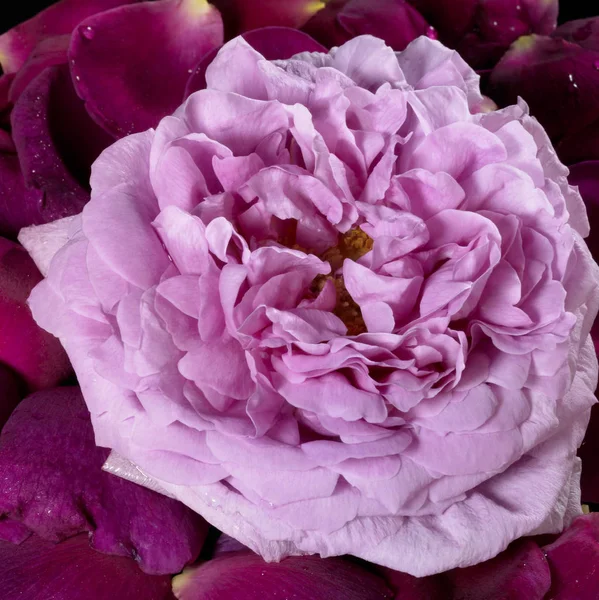 Studiofotografie Van Een Roze Roze Bloem Omgeven Van Violet Rozenblaadjes — Stockfoto