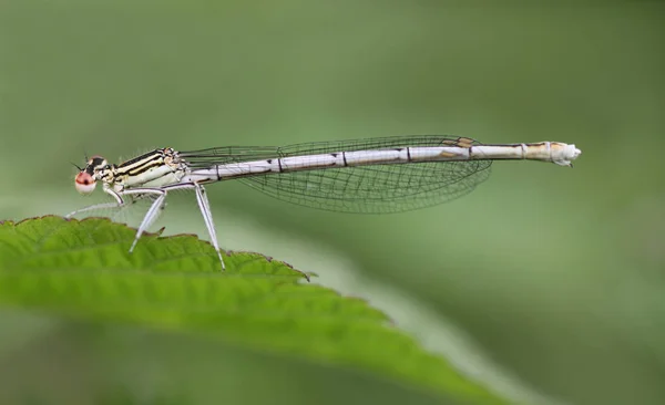 Primo Piano Macro Vista Insetti Libellula — Foto Stock