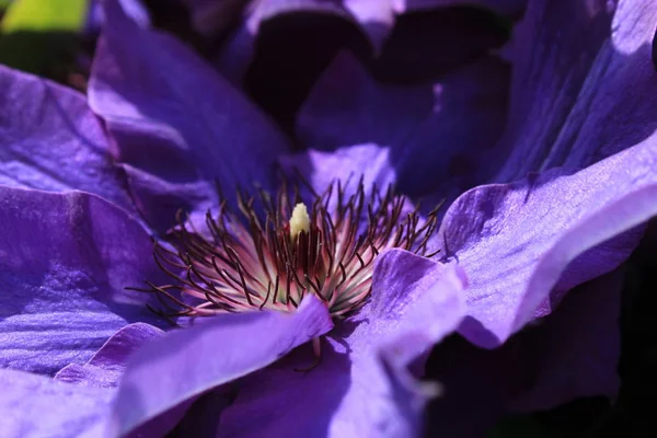 Fleur Pétales Violette Jaune Des Monts — Photo