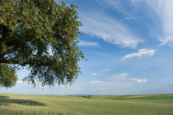 Пейзаж Вишневым Деревом Природа Полем Небом Облаками — стоковое фото