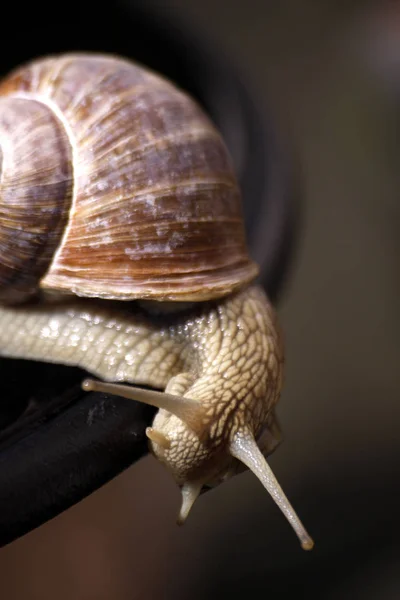 缓慢的蜗牛 粘稠的动物 — 图库照片