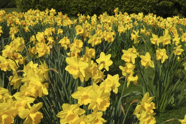Narzissen Narzissen Frühlingsblume — Stockfoto