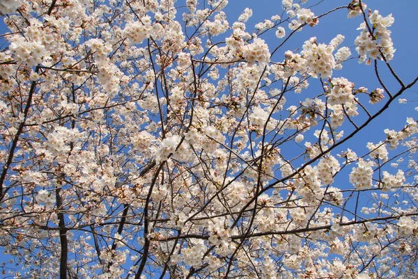 春天的树 枝条上的花 — 图库照片