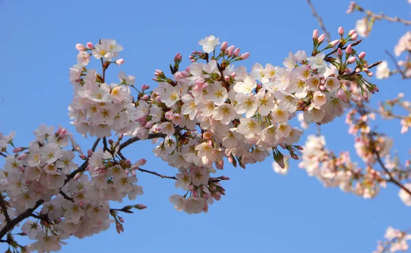 春の木枝の花桜 — ストック写真
