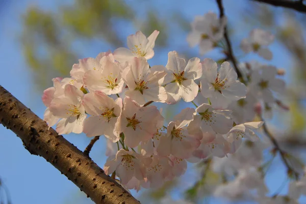 Tavaszi Virágok Ágakon Cseresznyevirág — Stock Fotó